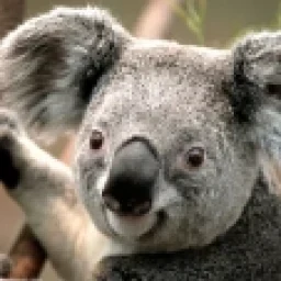Avanz avatar