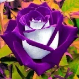 Kathy89 avatar