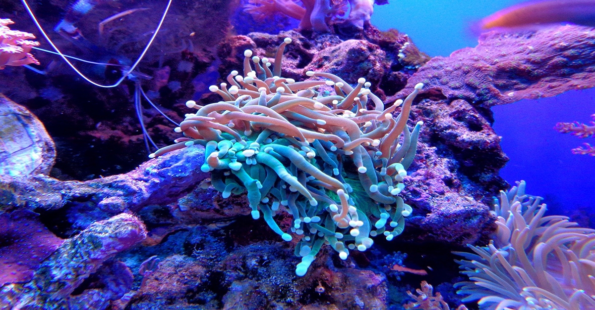 Free Virtual Incursion "Under The Sea" with Little Scientists
