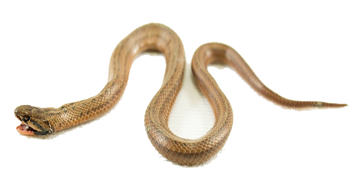 Toddler Allegedly Bitten By A Snake In A QLD Early Childhood Service