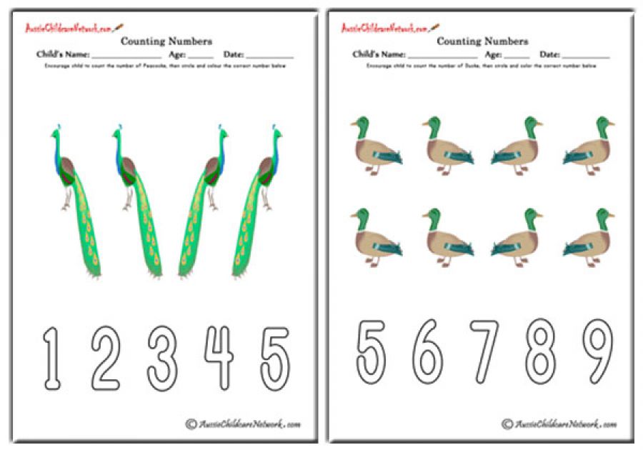 Counting Numbers - Birds Theme
