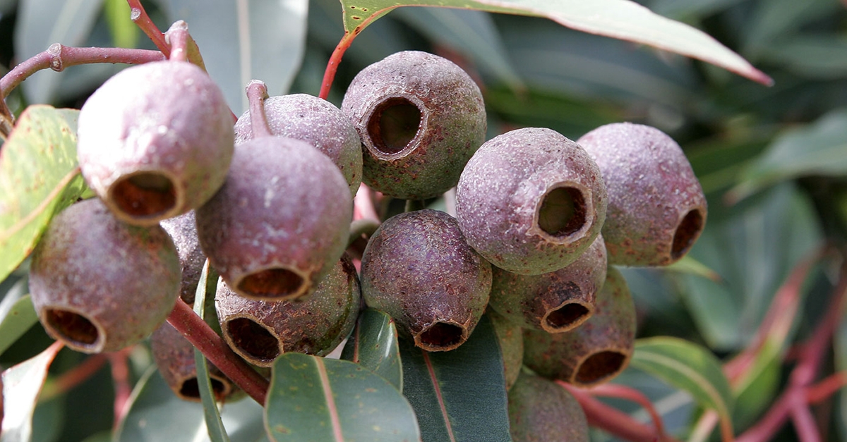 Retraction in Gumnut Incident Article Published on Nov 12 2018