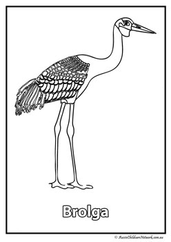 brolga australian animal colouring pages colouring worksheets