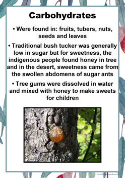Bush Tucker Carbohydrates, aboriginal food posters, aboriginal bush tucker poster display