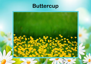 Flower Posters Buttercup, lower identification posters, flower posters for display, individual flower posters, flowers in nature posters, identifying flowers posters, flower learning for children posters