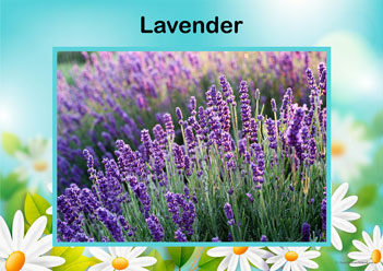 Flower Posters Lavender, lower identification posters, flower posters for display, individual flower posters, flowers in nature posters, identifying flowers posters, flower learning for children posters