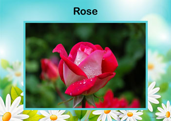 Flower Posters Poinsettia, lower identification posters, flower posters for display, individual flower posters, flowers in nature posters, identifying flowers posters, flower learning for children posters