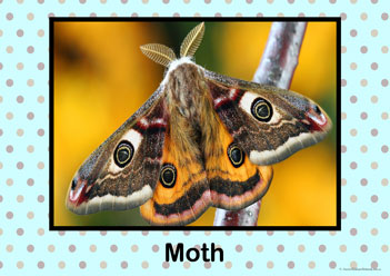 Insect Bugs Posters Moth, insect bug posters, creepy crawly posters, learning insects posters, learning bugs posters, identifying bugs posters, identify insects posters