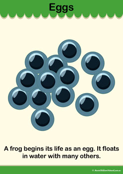 Lifecycle Frog Info Poster 2, frogs lifecycle