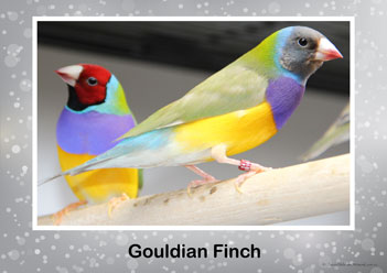 Aussie Birds Posters 10, gouldian finch