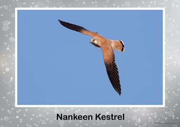 Aussie Birds Posters 7, nankeen kestrel