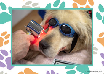 Veterinary Hospital Poster 12