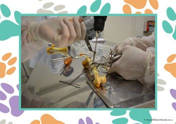 Veterinary Hospital Poster 13