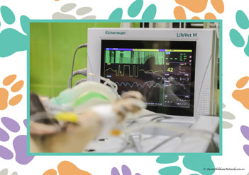 Veterinary Hospital Poster 15