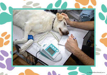 Veterinary Hospital Poster 16