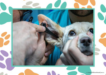 Veterinary Hospital Poster 17