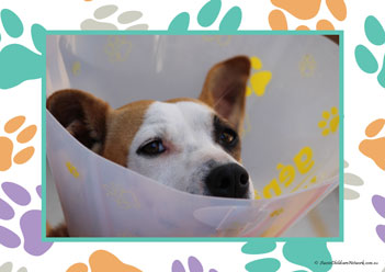 Veterinary Hospital Poster 19