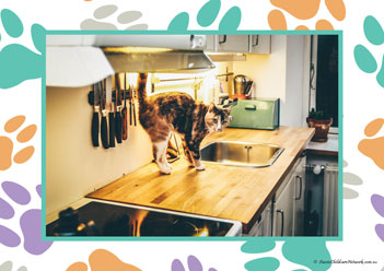Veterinary Hospital Poster 2