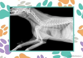 Veterinary Hospital Poster 20