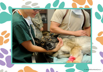 Veterinary Hospital Poster 21