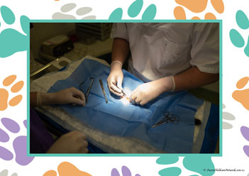 Veterinary Hospital Poster 29