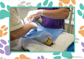 Veterinary Hospital Poster 30