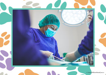 Veterinary Hospital Poster 5