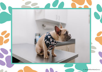 Veterinary Hospital Poster 8