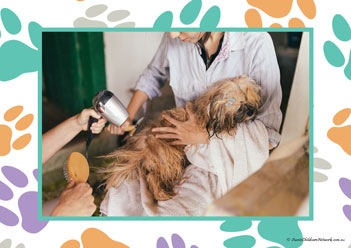 Veterinary Hospital Poster 9