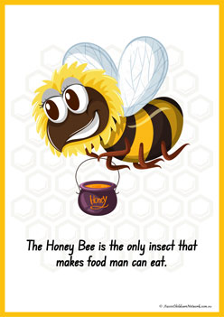 Facts About Bees 6