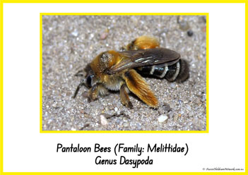 Type Of Honey Bee 15