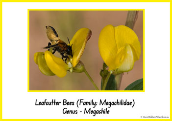 Type Of Honey Bee 3