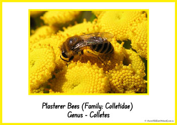 Type Of Honey Bee 7