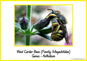 Type Of Honey Bee 8