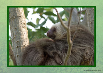Sloth Poster 22