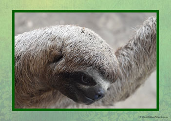 Sloth Poster 26