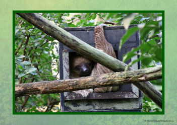 Sloth Poster 28
