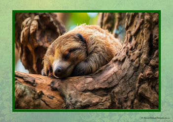 Sloth Poster 3