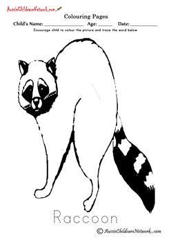 Colouring Raccoon