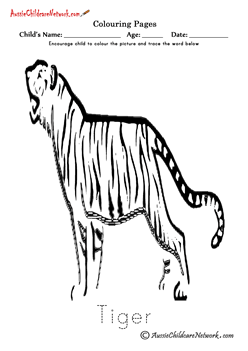 Colouring Tiger