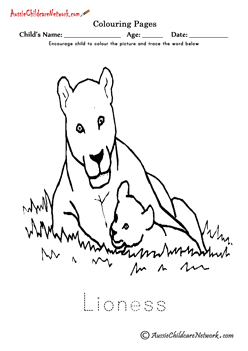Colouring Wild Lioness Cub