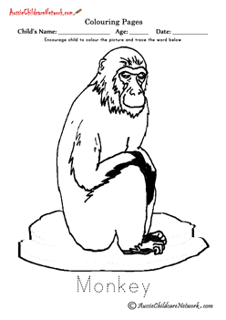 Colouring Wild Monkeys